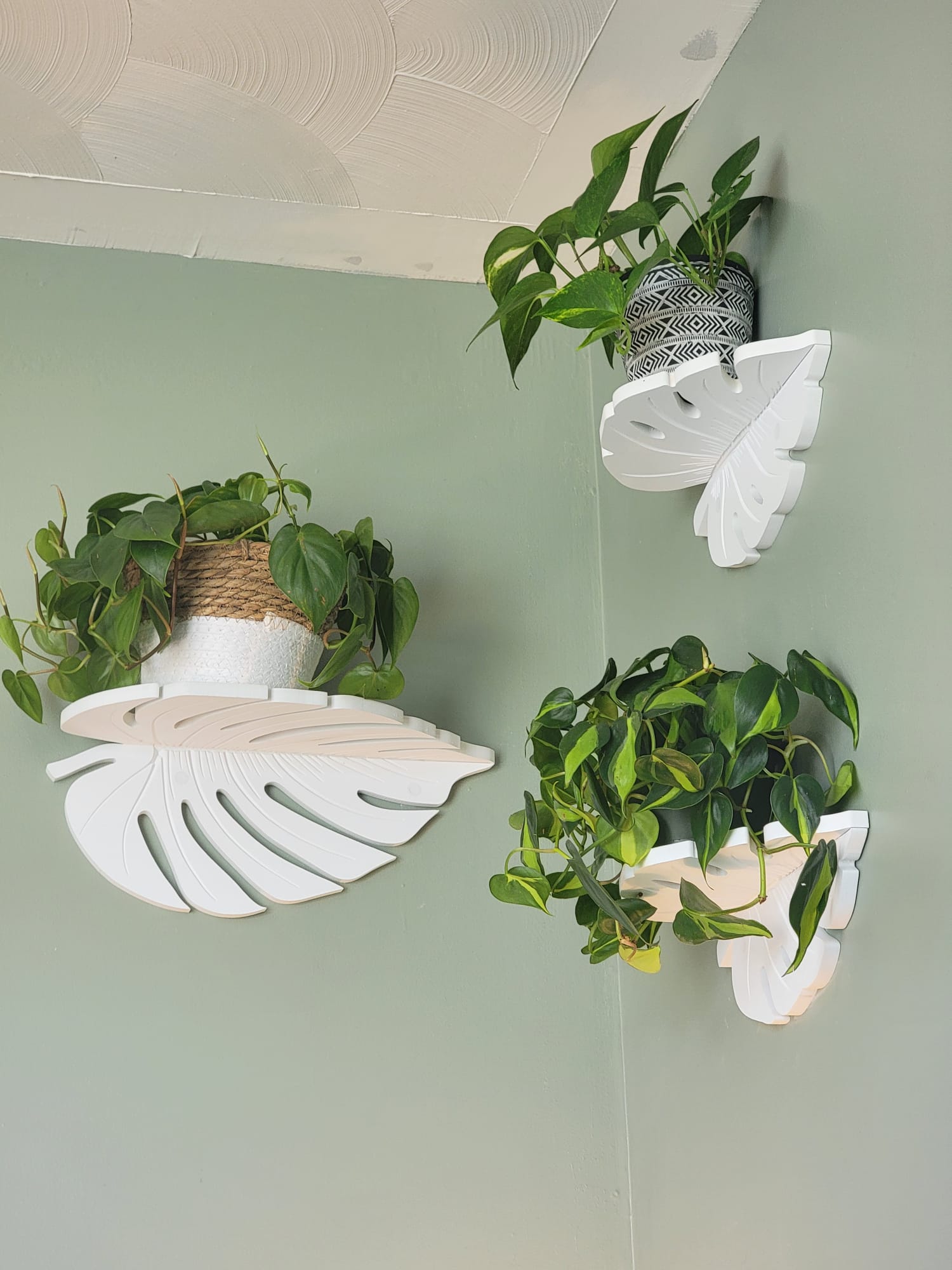 White monstera leaf shaped shelves with plants against a light green wall